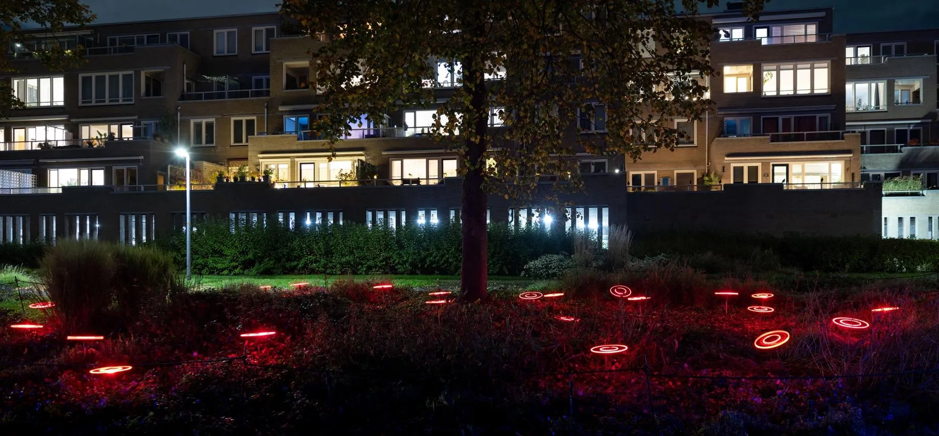 Night Flowers